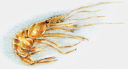 SHRIMPIE