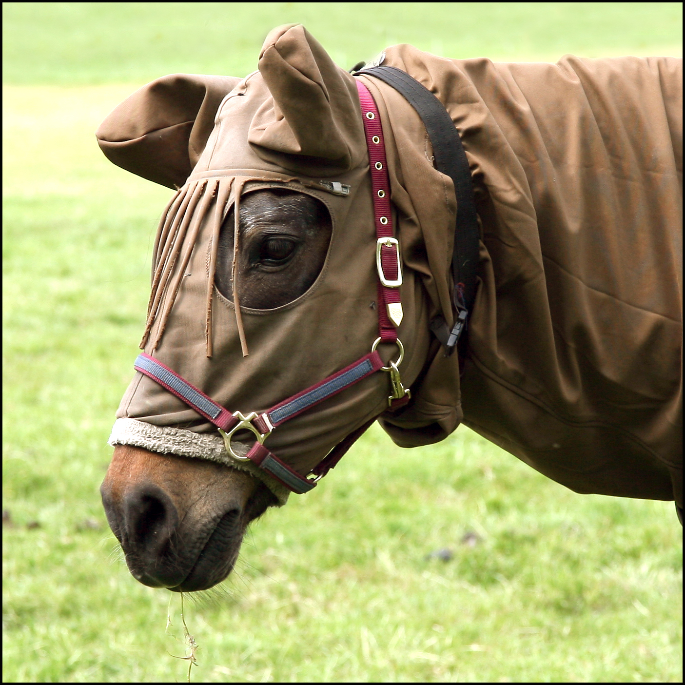DRESSED HORSE