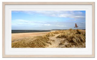 BRUINE KIEKENDIEF BOVEN DE DUINEN